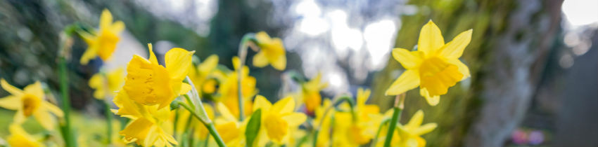 daffodills-850px