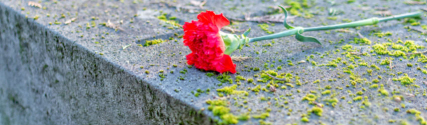 A flower rests on a gravestone